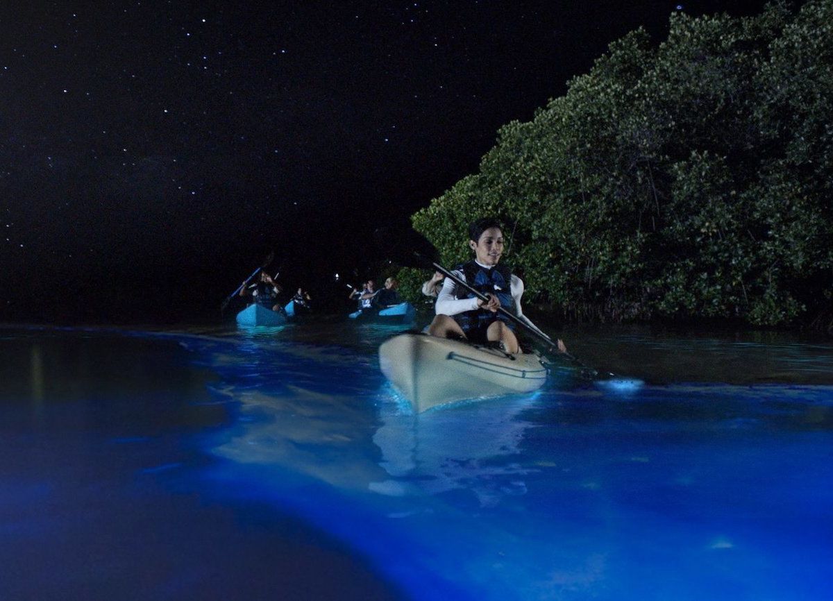 People kayaking in bioluminescent bay