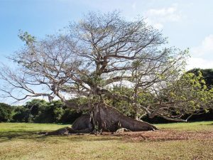 Amazing Ceiba Tree